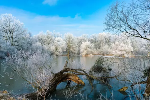 Croocked tree trunk submerged in a frozen lake