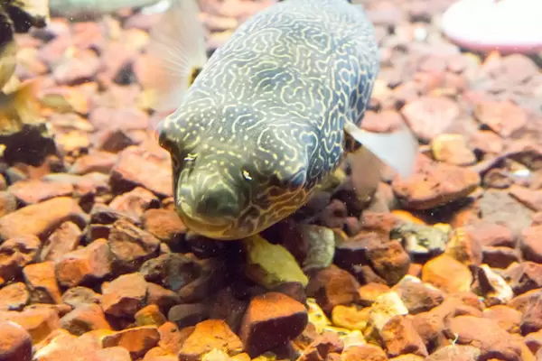 Cross River Puffer (Tetraodon pustulatus) at Shedd Aquarium