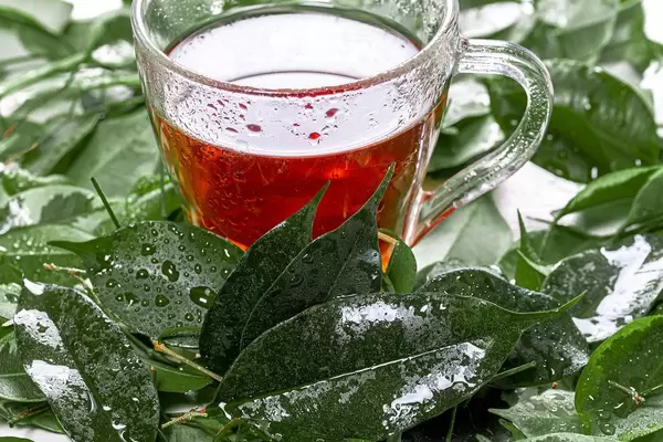 Cup of tea and fresh green leaves with drops of water (Flip 2019)