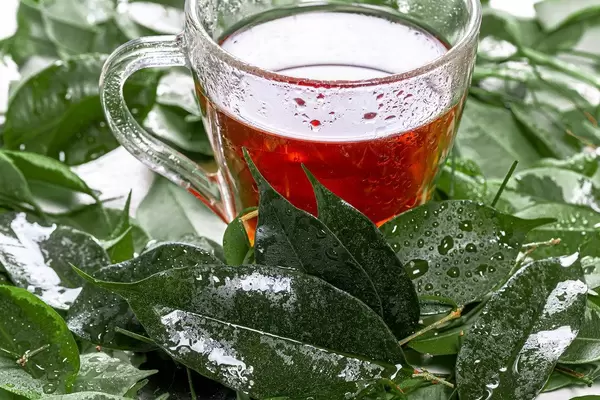Cup of tea and fresh green leaves with drops of water