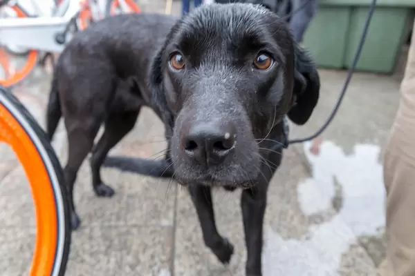 Curious dog at Fridays For Future Cologne
