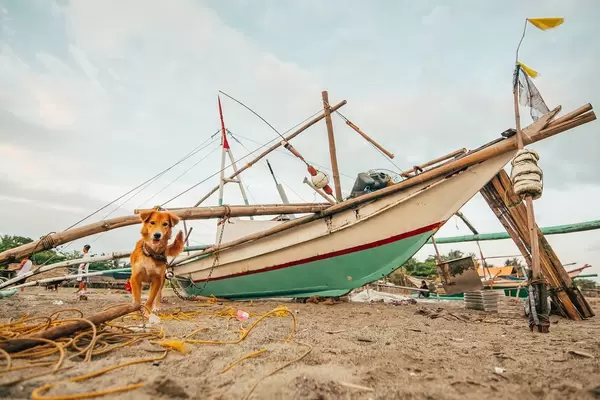Curious dog on a leash, Villa Azul