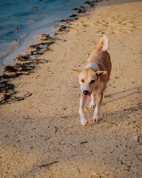 Cute puppy wandering on the shore (Flip 2019)