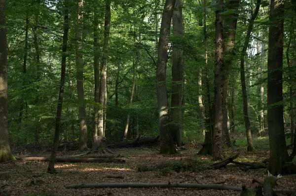 Dachsberg, Darmstadt