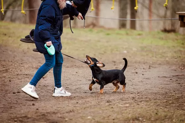 Dachshund  Playing Outdoors With Girl (Flip 2020)