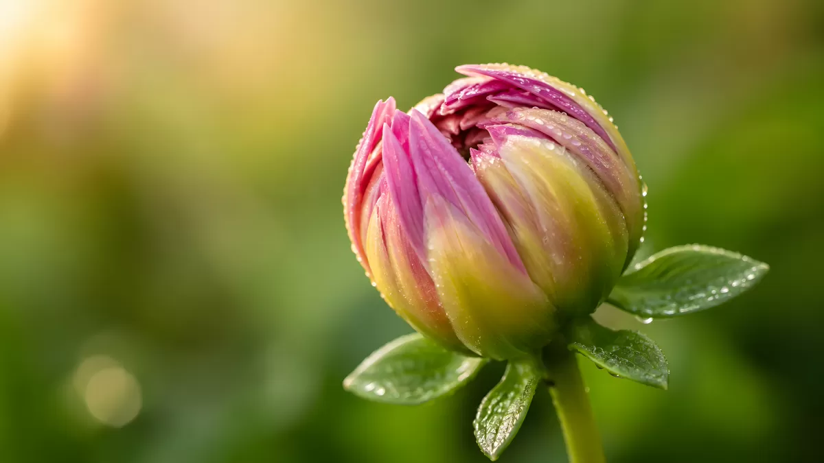 Dahlienknopse mit Wassertropfen im Morgenlicht