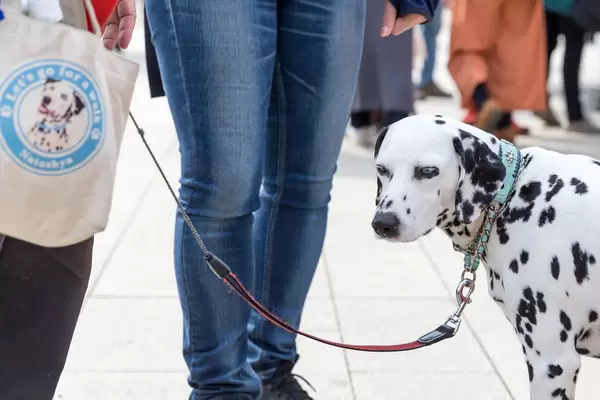 Dalmatiner Girl "Natashya" with her own bag