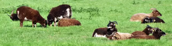 Damwild im Lindenthaler Tierpark