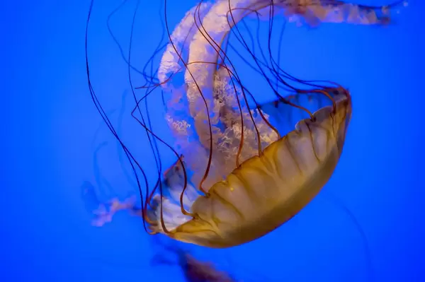 Dancing orange jellyfish