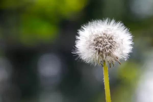 Dandelion close-Up
