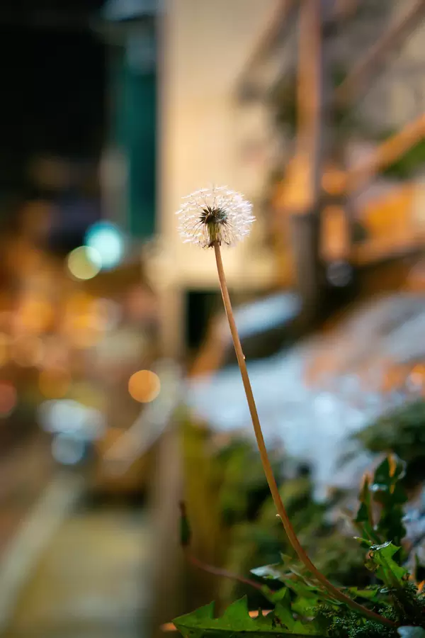Dandelion growing out of a Wall on the Streets of Dalat, Vietnam
