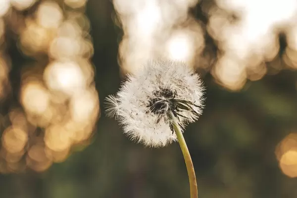 Dandelion on a blurred natural background