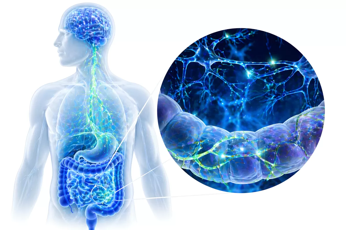 Darm-Hirn-Achse mit Nervenverbindungen im Körper