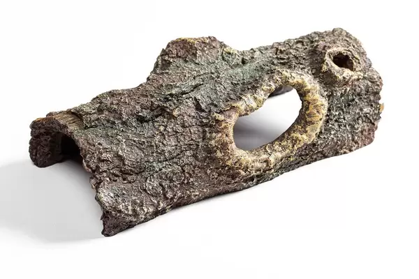 Das Überbleibsel eines Baumes als Deko fürs Aquarium: Aufnahme vor weißem Hintergrund