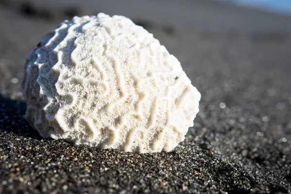 Dead coral on the sand