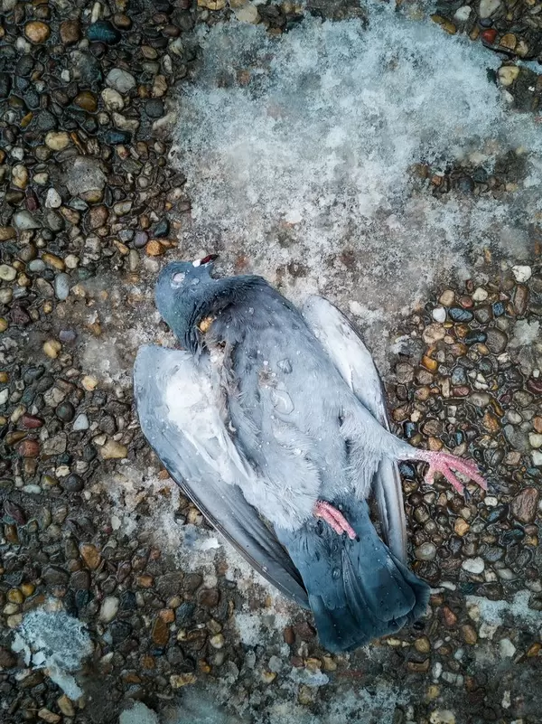 Dead pigeon on the ground in the winter time  Flip 2019