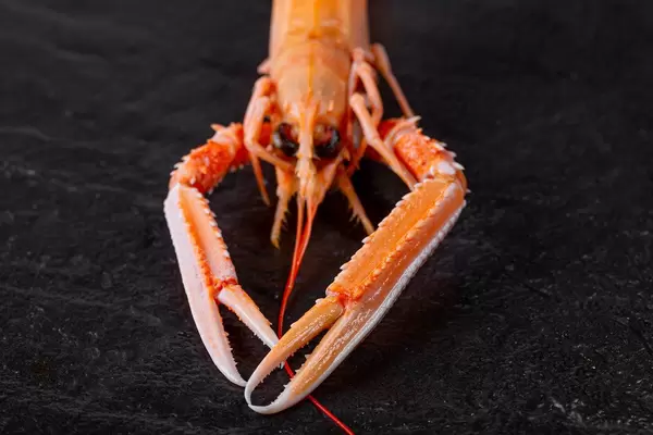 Delicious freshly steamed lobster on a black background (Flip 2020)