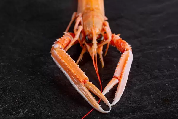 Delicious freshly steamed lobster on a black background