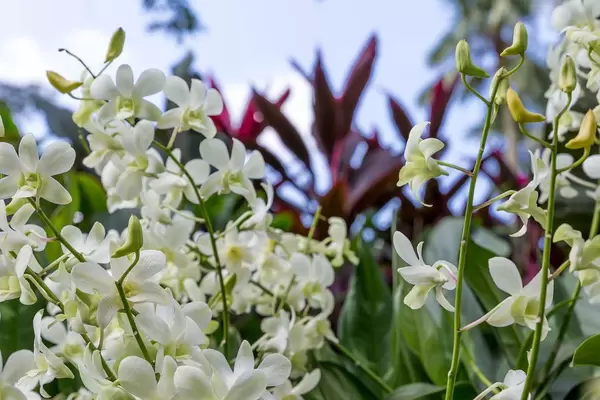 Dendrobium Shavin White