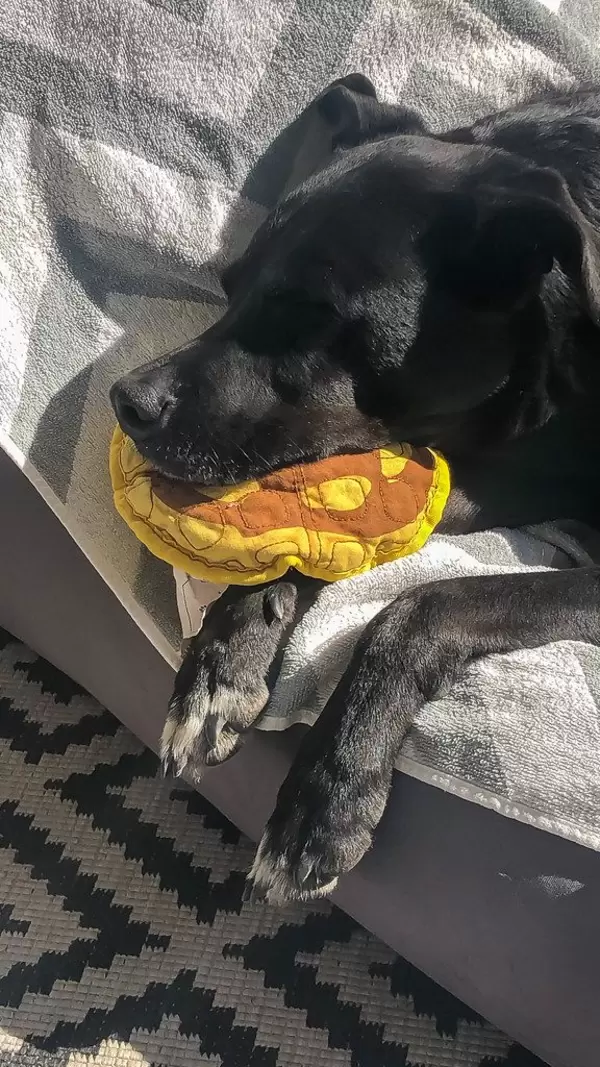 Der schwarze Hund ist auf dem Sofa mit einem Spielzeug im Mund eingeschlafen und ruht sich aus