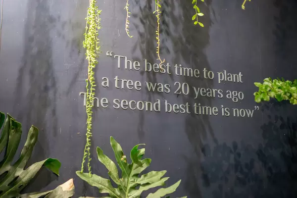 Der Spruch 'The best time to plant a tree was 20 years ago. The second best time is now' an einer Wand mit Pflanzen