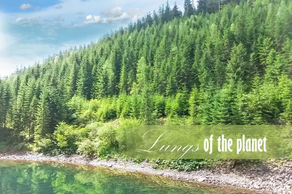 Der Wald: Die Lunge der Welt