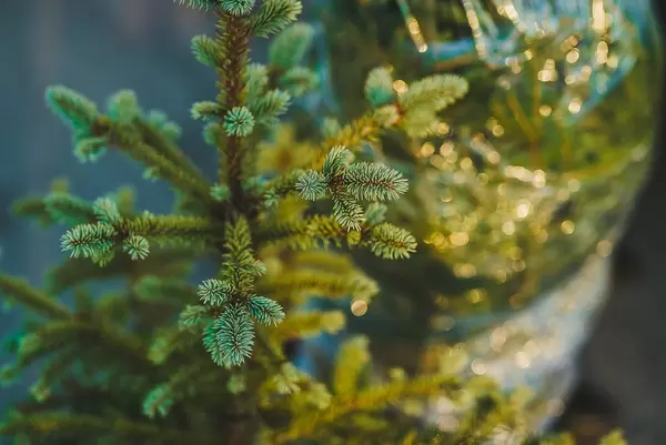 Detail Of Spruce.jpg