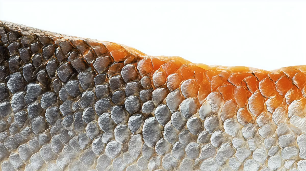 Detailansicht einer bunten Fischschuppe