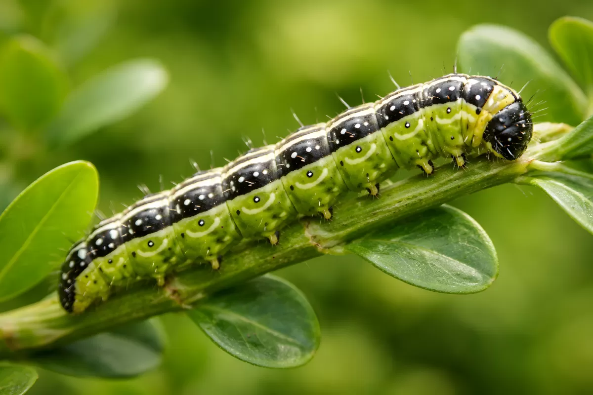 Detailaufnahme einer gestreiften Raupe auf grünen Blättern