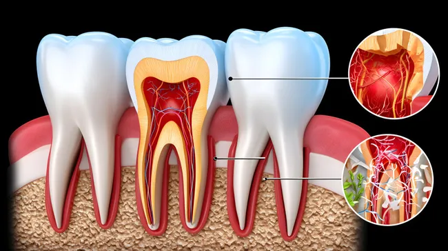 Detaillierte Schnittansicht eines menschlichen Zahns