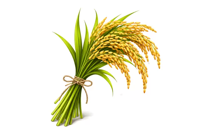 Detaillierter Reisähre-Strauß auf weißem Hintergrund