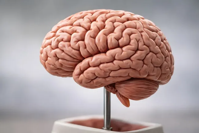 Detailliertes anatomisches Modell des menschlichen Gehirns