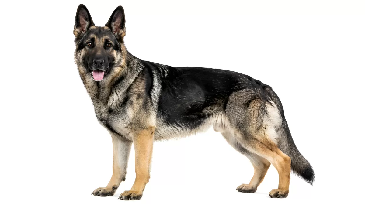 Deutscher Schäferhund steht stolz vor weißem Hintergrund
