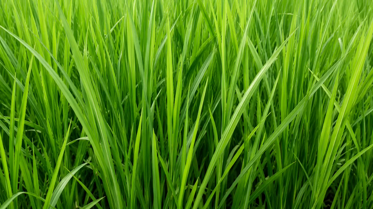 Dichtes grünes Gras in Nahaufnahme im Sonnenlicht