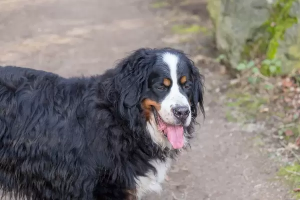 Dickes Fell, kalte Nase - ein Hund genießt es Gassi zu gehen