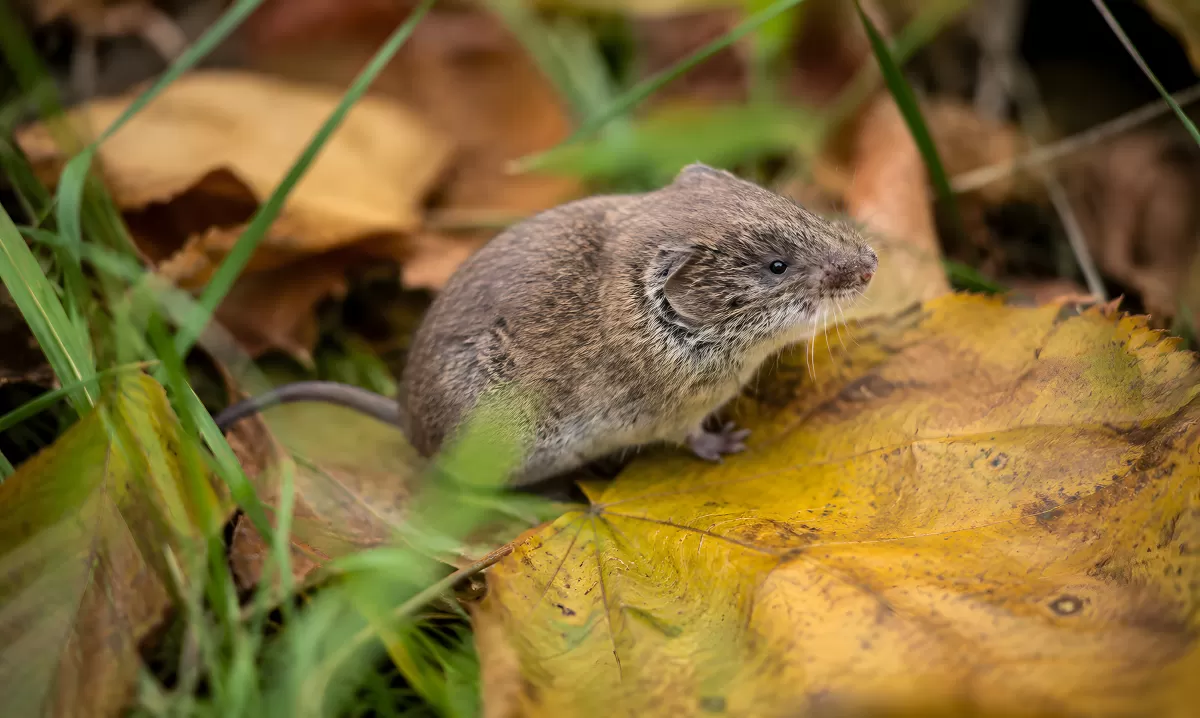 Die Feldspitzmaus kann das Bornavirus übertragen