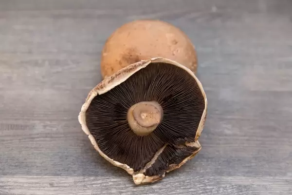 Die Lamellen eines braunen Champignon