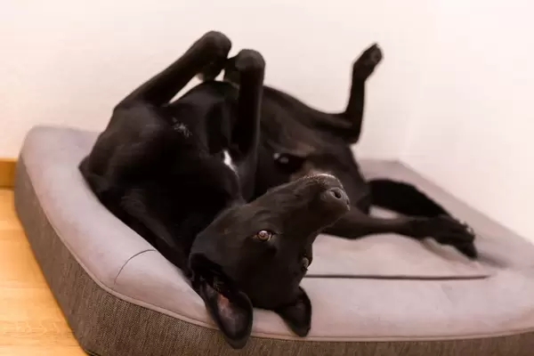 Die Pfoten hoch. Schwarzer Labrador auf einem Hundebett