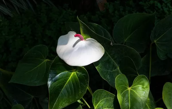 Die weiße Flamingoblume "Anthurie" blüht im Garten