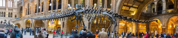 Dino in Natural History Museum London