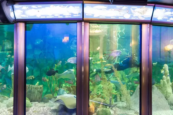 Diver cleaning glass inside the aquarium - Shedd Aquarium, Chicago