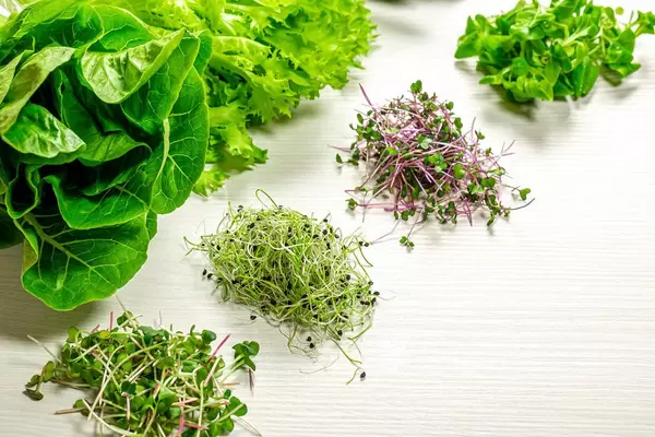 Diverse grüne Kresse und Mikrogrüne auf weißem Holzhintergrund