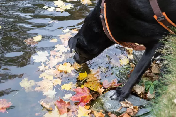 Dog drinking water from a creek