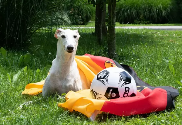 Dog layin on the grass covered with German flag