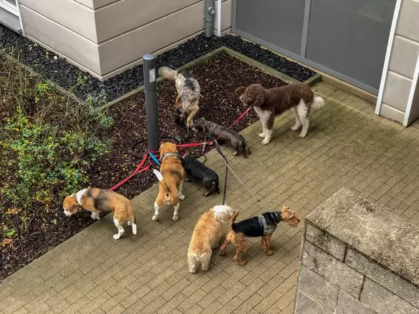 Dog Pack: Hunderudel