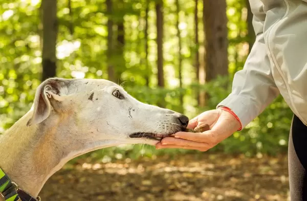 Dog smelling acorns