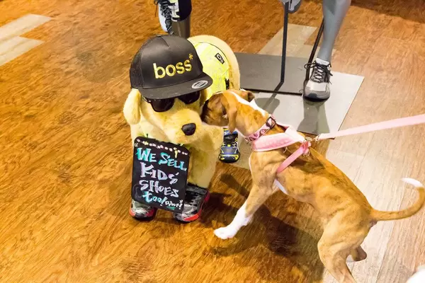 Dog sniffing on a stuffed toy dog with a Boss cap
