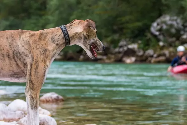 Dog standing near Soca river