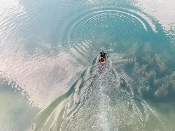 Dog swimming to get the ball