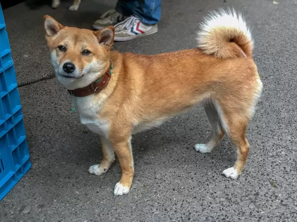 Doge Meme: Japanese Dog Breed Shiba Inu